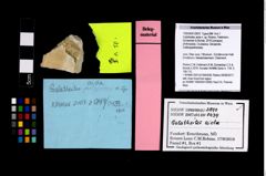 Foto (Objekt + Etikett) von Galatheites aiola n. sp. (Robins, Feldmann, Schweitzer & Bonde, 2016)  (NHMW-GEO-1990-0041-2810)